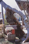 写真：神明神社の欅